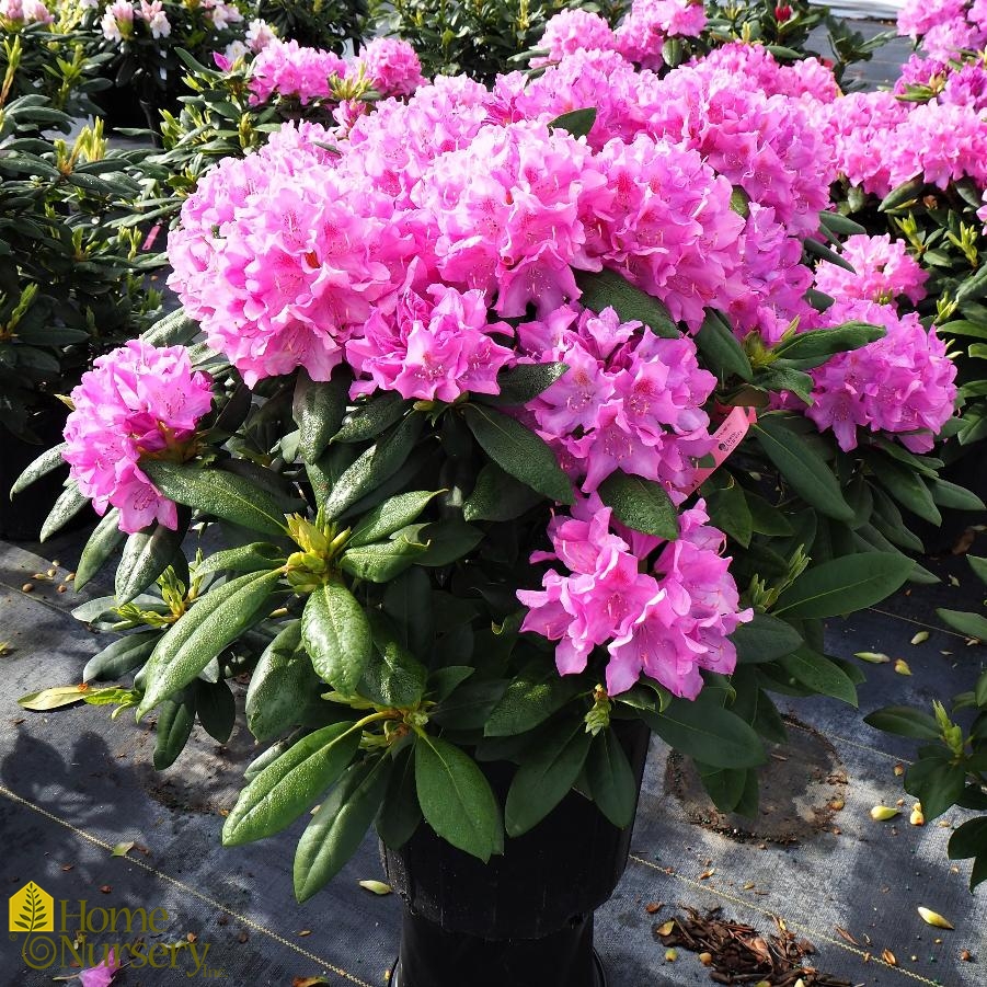 Rhododendron x 'English Roseum'