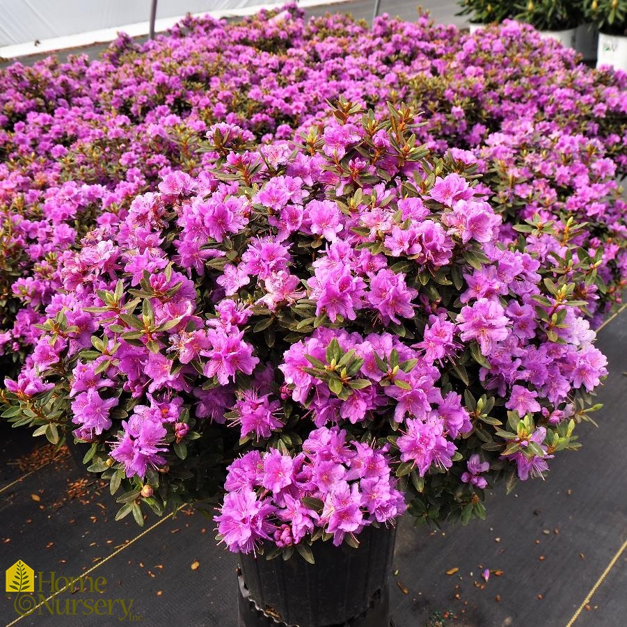 Rhododendron x Purple Gem