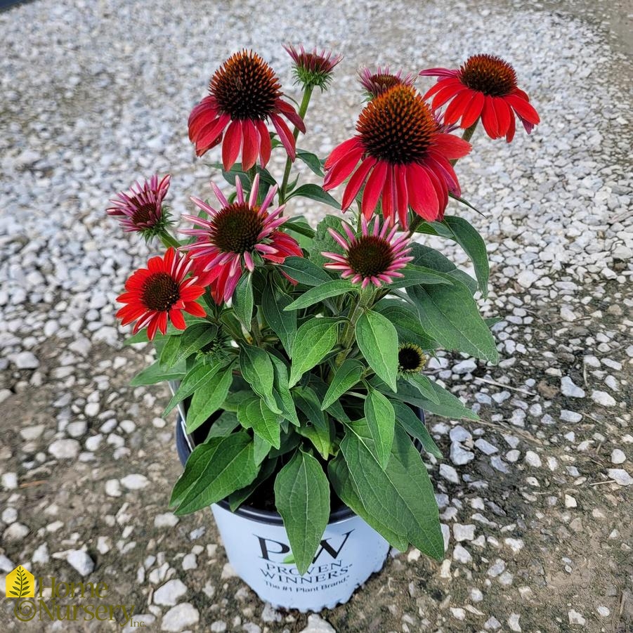 Echinacea x Color Coded™ 'Frankly Scarlet'
