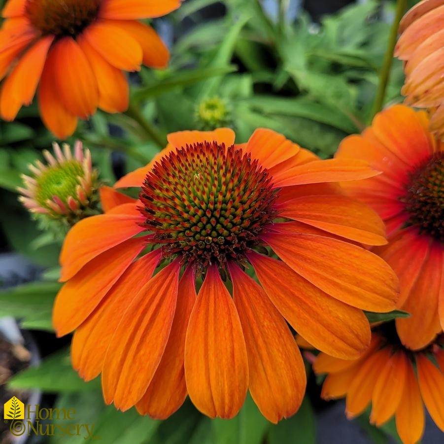 Echinacea x Color Coded™ 'Orange You Awesome'