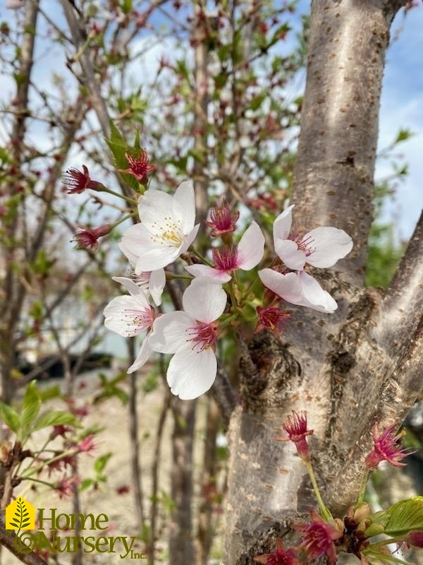 Prunus x yedoensis 