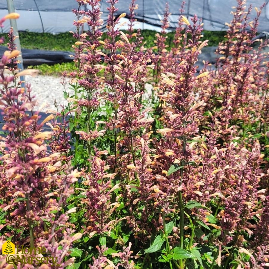 Agastache Meant to Bee™ 'Queen Nectarine'