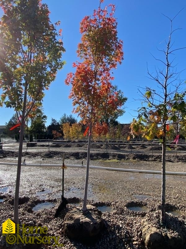 acer rubrum Armstrong Gold