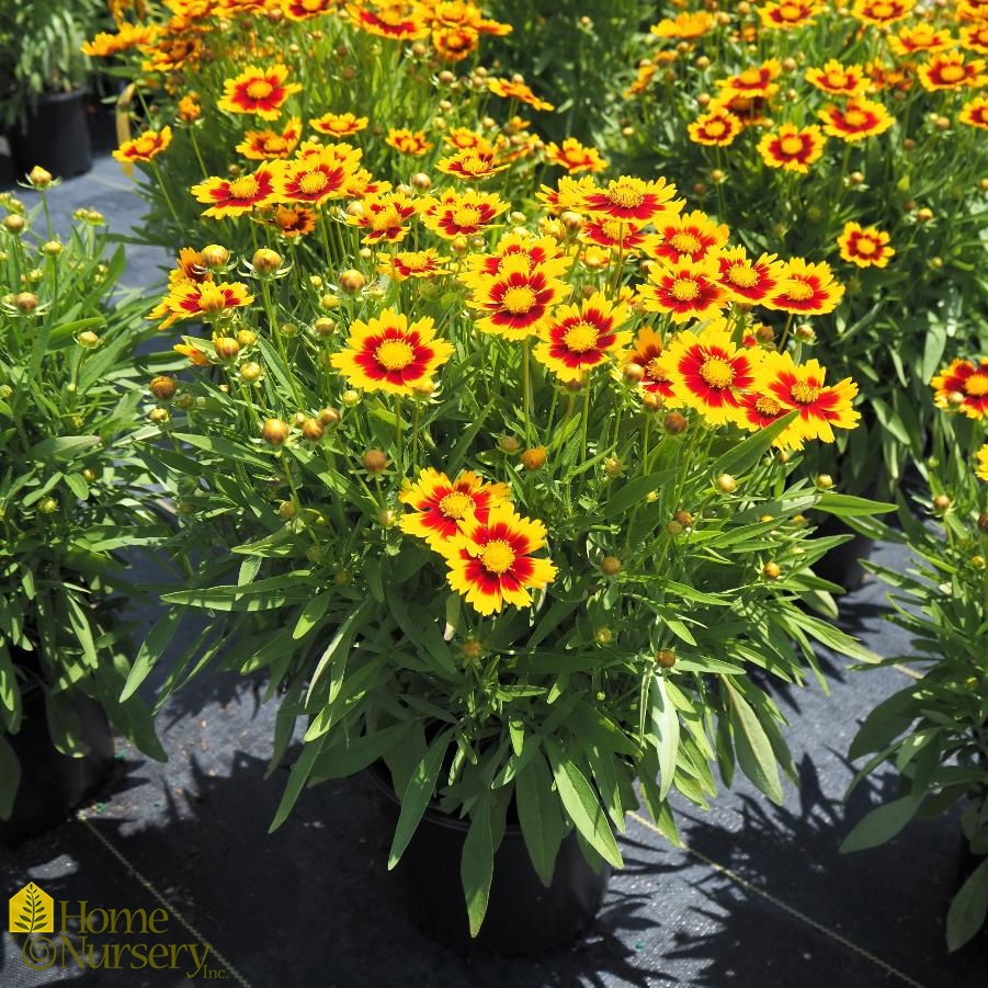 Coreopsis x Uptick™ Gold and Bronze