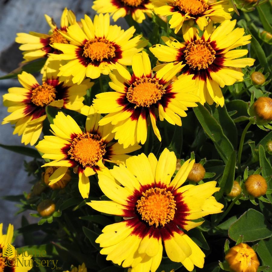Coreopsis x Uptick™ Yellow and Red
