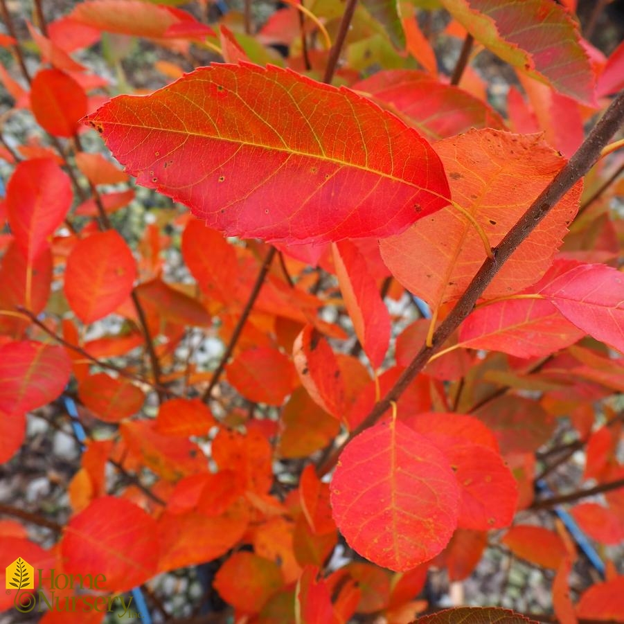 Amelanchier x grandiflora 'Autumn Brilliance'