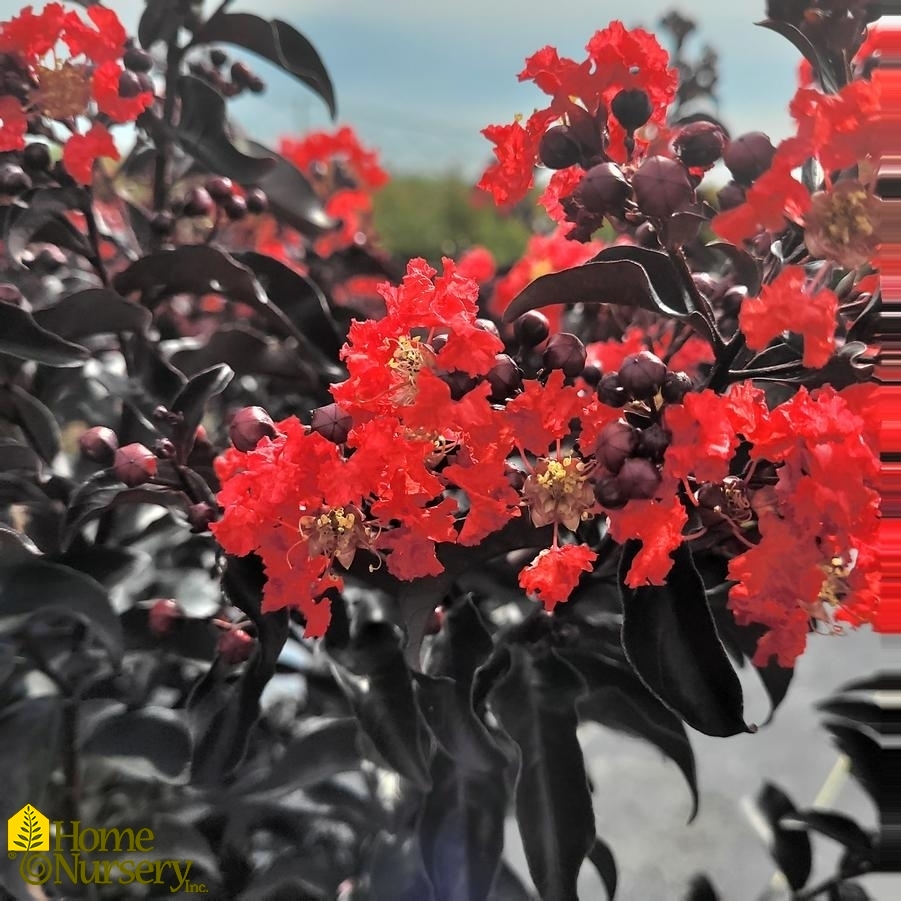 Lagerstroemia x Center Stage®Red