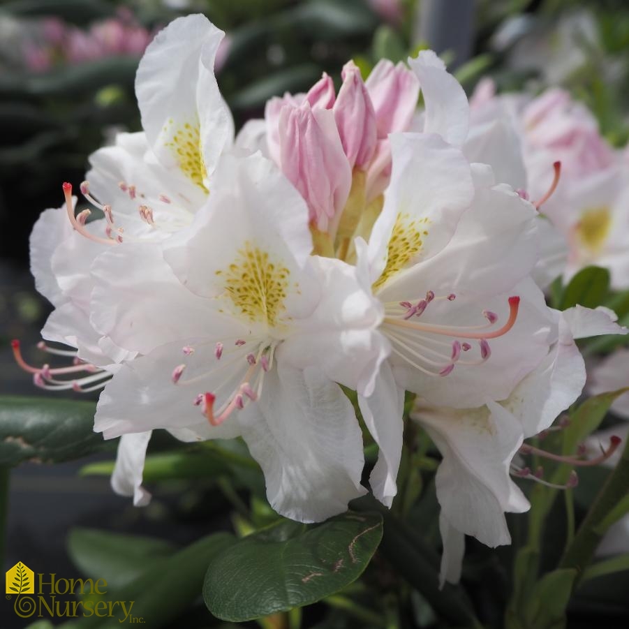 Rhododendron x 'Catawbiense Album'
