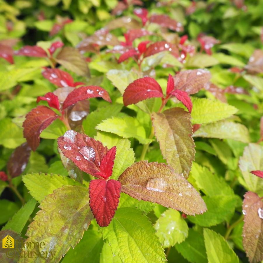 Spiraea japonica Double Play® Candy Corn™