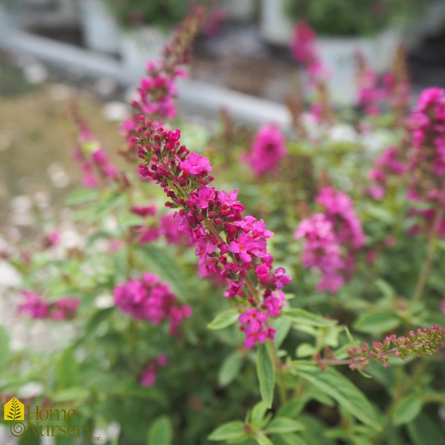 Buddleia x Lo & Behold® 'Pink Micro Chip'