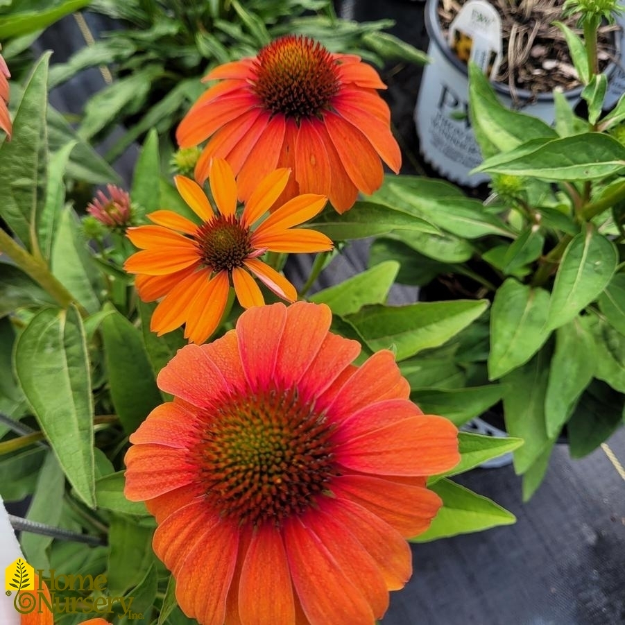 Echinacea x Color Coded™ 'Orange You Awesome'