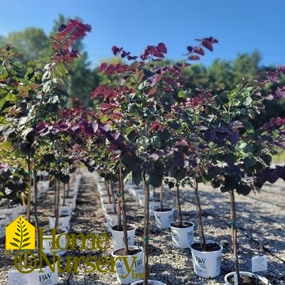 Cercis canadensis Midnight Express™